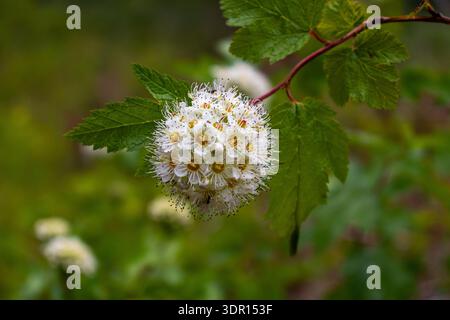 Eine Nahaufnahme der Blumen des Pacific ninebark vor einem verschwommenen Bokeh-Hintergrund. Stockfoto