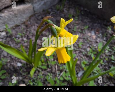 Nahaufnahme des gelben Narzissen-Narzissen, das in einem Frühlingsgarten blüht. Stockfoto