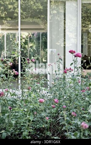 Von den Händen genommen Rose Blume natürliches Outdoor Garten Glas modernes Gebäude Hintergrund ästhetisches Design Stockfoto