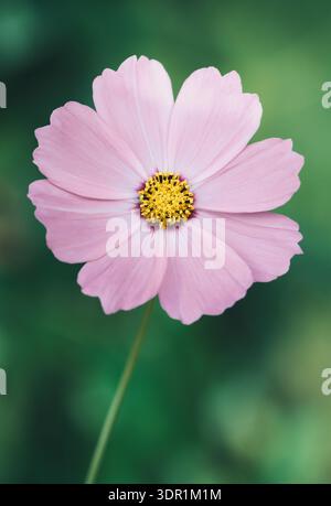 Makronaht einer einzelnen rosafarbenen Kosmos-Blume auf grünem, verschwommenem Hintergrund, vertikale Ausrichtung Stockfoto
