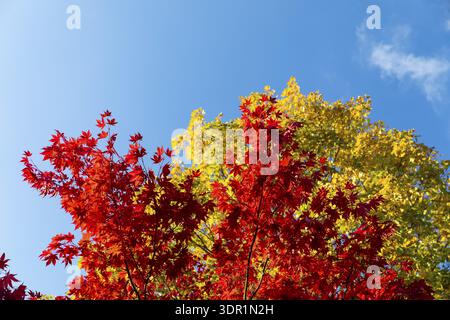 Die Blätter des Ahorns (Acer) leuchten rot vor einem blauen Himmel im Herbst, Bayern, Deutschland Stockfoto