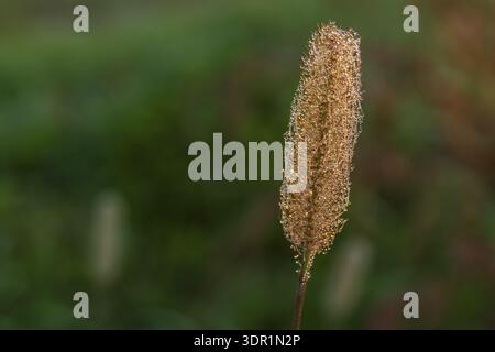 Gras, von Tau und Nebel im Morgenlicht benetzt, Elbtal bei Radebeul, Sachsen, Deutschland Stockfoto