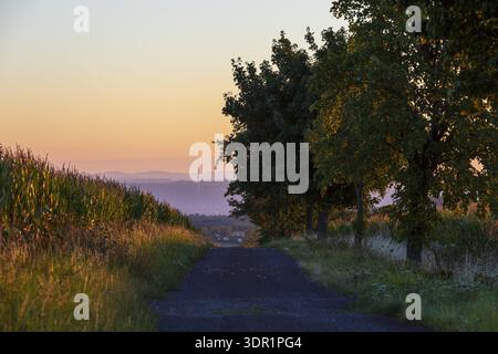 Weg zwischen Maisfeldern bei Sonnenaufgang, im Hintergrund das Elbtal mit Dresden und dem Fernsehturm, aus Rundsicht gesehen, Bannewitz, Sachsen Stockfoto