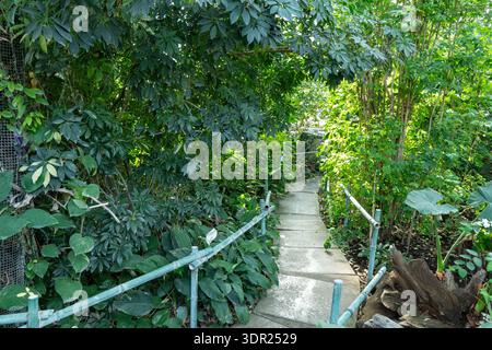 Dschungelpfad Natur. Lush Green Monstera hinterlässt Pflanzenhintergrund Stockfoto