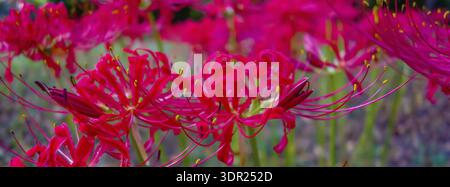 Red Spider lily Lycoris radiata Cluster Amaryllis higanbana Stockfoto