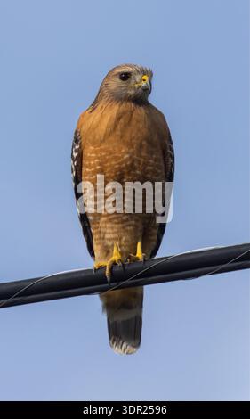 Rotschultriger Hawk, der auf einem elektrischen Kabel sitzt. Arastradero Preserve, Santa Clara County, Kalifornien. Stockfoto