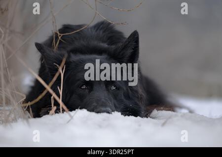 Nahaufnahme eines schwarzen deutschen Hirten, der im Schnee liegt, mit dem Kopf auf dem Boden, wodurch ein ruhiges und friedliches Wintertierporträt entsteht. Weich verschwommener Rücken Stockfoto