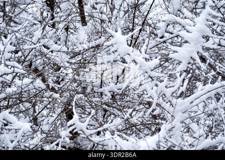 Schnee bedeckt komplexe Zweige und schafft eine friedliche Winterszene bei Sonnenaufgang. Stockfoto