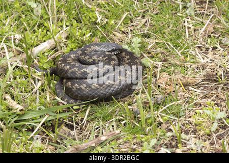 Seeadler oder Viper Schlange (Vipera berus) adultes Reptil, das sich im Frühjahr im Grasland erwärmt, RSPB Naturreservat Minsmere, S Stockfoto