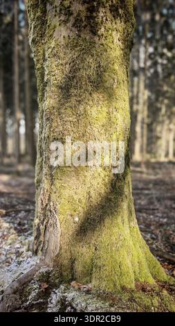 Ein moosbedeckter, sonnendurchfluteter Baumstamm in einem ruhigen Wald, Nahaufnahme eines gefrorenen, verwelkten Hogweeds (heracleum mantegazzianum) vor einem verschwommenen Hintergrund, W Stockfoto