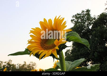 Nahaufnahme einer einzelnen leuchtend gelben Sonnenblume, die sich dem Licht zuneigt. Stockfoto