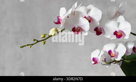 Blühende mehrblütige weiße Orchidee mit tiefvioletter roter Lippe der Gattung Phalaenopsis. Blüten und Knospen auf grauem, verschwommenem Hintergrund mit Kopierraum Stockfoto