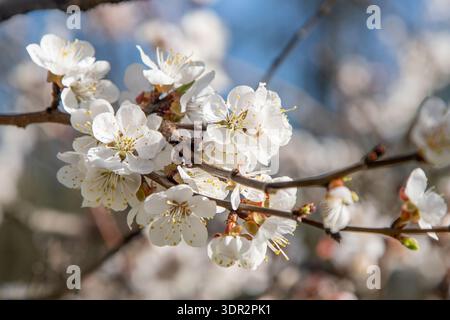 Weiße Blüten des Aprikosenbaums. Frühlingsblühende Äste im Gartenbaum blühen Stockfoto