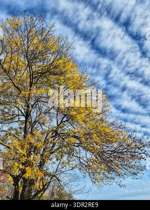 Das Foto zeigt eine Nahaufnahme der Spitze eines großen Laubbaumes im Spätherbst. Stockfoto