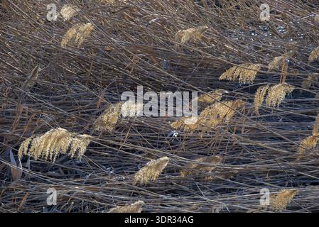 Trockenes Schilfbeet mit blassgefiederten Samenköpfen, die in verworrenen braunen Stielen liegen, natürlicher strukturierter Hintergrund bei weicher Sonneneinstrahlung, Feuchtgräser aus nächster Nähe. Stockfoto