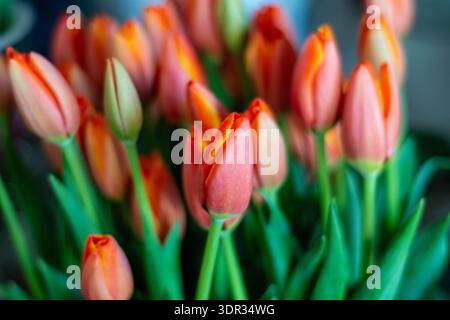 Nahaufnahme von leuchtenden rosa-orangen Tulpen mit grünen Stielen, weichem Fokus und geringer Schärfentiefe, die einen traumhaften floralen Frühlingshintergrund schaffen. Stockfoto
