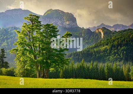 Der Blick auf einen hellgrünen Baum erhebt sich majestätisch vor einer Kulisse aus zerklüfteten Bergen und dichtem Wald, getaucht in den sanften Glanz des Sonnenlichts, Tatransk Stockfoto