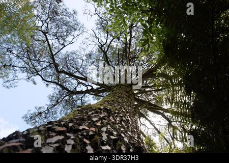 Im Whakarewarewa Forest Park, Rotorua, Nordinsel, Neuseeland. Stockfoto