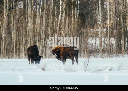 Der Blick auf zwei europäische Bisons weidet in der klaren, verschneiten Landschaft vor dem Hintergrund schlanker Birken, deren dunkle Mäntel sich vom weiß abheben Stockfoto