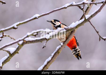 Großer gefleckter Spechte in schneebedeckten Zweigen mit grauem Hintergrund Stockfoto