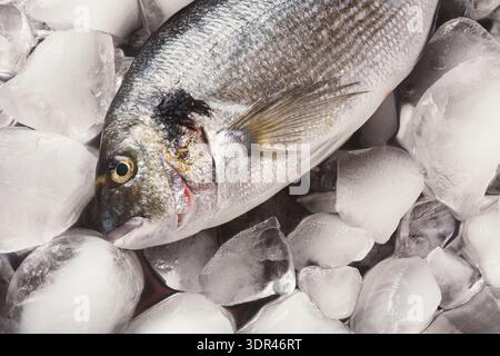 Frischer Fisch auf Eis auf einem Markt in den frühen Morgenstunden Stockfoto