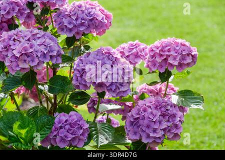 Hortensie macrophylla Hamburg, Hortensie macrophylla Raham, abgerundete Blumenköpfe, violett-blaue Röschen je nach Boden-pH Stockfoto
