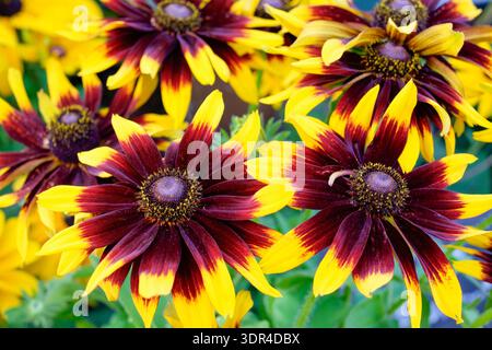 Rudbeckia hirta Denver Daisy, schwarzäugige Susan Denver Daisy, goldgelbe Blüten wie Gänseblümchen, braune Mitte der Augenzone, Stockfoto