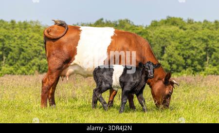 Niederländisches gegurtetes Kuhkalb, Lakenvelder-Rinder, rot-schwarz-weiß-Vieh in voller Länge, Weiden und Blick auf die Kamera, Seitenansicht in einem grünen Feld Stockfoto