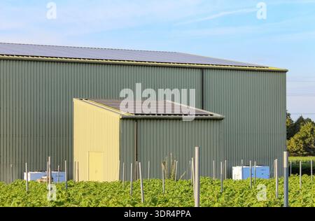 Ein grüner landwirtschaftlicher Schuppen mit Solarpaneelen auf dem Dach befindet sich hinter einem üppig grünen Feld unter einem klaren blauen Himmel. Stockfoto