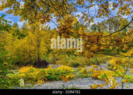 Das Bild fängt eine ruhige und friedliche Herbstszene mit Bäumen und Blättern ein. Die Blätter fallen von den Bäumen, was eine schöne und farbenfrohe Stockfoto