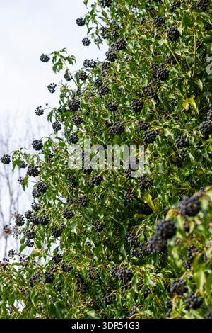 Nahaufnahme von Efeu Beeren in lila und blau Farben, Fruchtenden Pflanze  mit grnen Blttern, natrlichen Hintergrund Stockfotografie - Alamy
