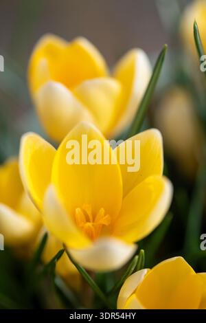 Crocus Chrysanthus „Cream Beauty“ eine blühende Knolle im späten Winter mit nach oben zeigenden gelben Blüten. Stockfoto