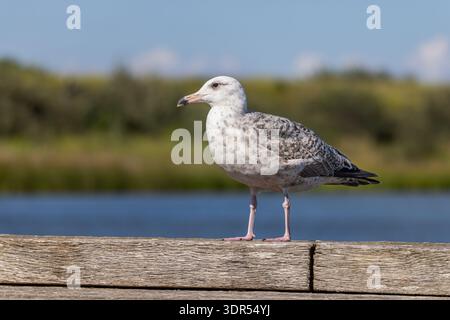 Eine junge europäische Heringsmöwe oder einfach Heringsmöwe (Larus argentatus) steht auf einem Holzbalken vor einer Küstenlandschaft Stockfoto