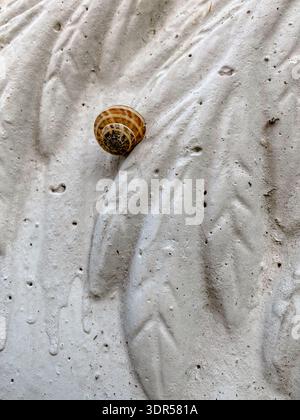 Kleine braune Schneckenschale auf strukturierter weißer Putzwand, minimale natürliche Details in Nahaufnahme. Stockfoto