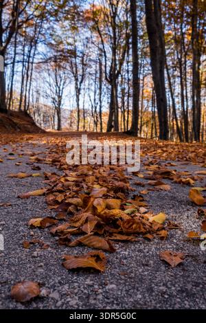 Straße im Wald der Abruzzen mit ihrem Laub im Herbst Stockfoto