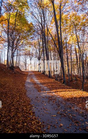 Straße im Wald der Abruzzen mit ihrem Laub im Herbst Stockfoto