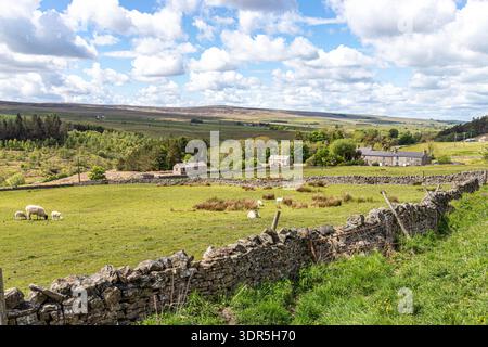 Das Tal des River East Allen an den Pennines bei Spartylea, Northumberland, England Großbritannien Stockfoto