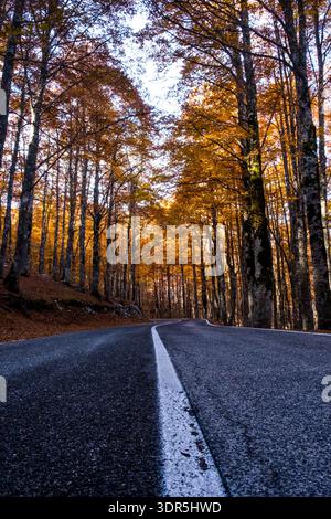 Straße im Wald der Abruzzen mit ihrem Laub im Herbst Stockfoto