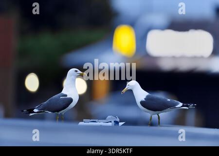 Kleine Schwarzmöbelvögel (Larus fuscus) im Einzelhandel in der Abenddämmerung, auf der Suche nach Abfallresten von Futtermüll, Edinburgh, Schottland, Mai Stockfoto