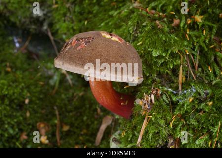 Rote knackende Bolete - Xerocomellus chrysenteron - in einem Wald in Nordböhmen Stockfoto