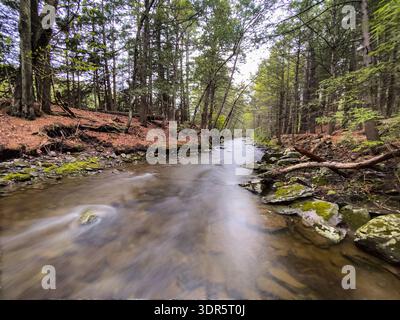 Fließender Waldbach in den Catskill Mountains, New York, USA, mit moosigen Felsen und immergrünen Bäumen Stockfoto