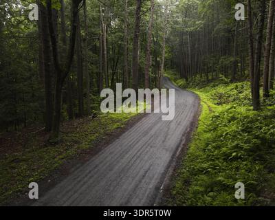Blick auf eine abgelegene, unbefestigte Straße, die sich durch dichten Wald in den Catskill Mountains in New York schlängelt, während des üppig grünen Sommers. Stockfoto