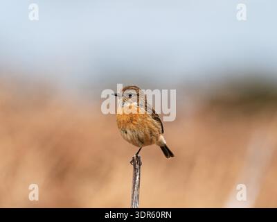 Stonechat Saxicola torquata juvenile auf einem kleinen Zaunpfosten, Isle of Mull, Innere Hebriden, Argyll and Bute, Schottland, UK, Mai 2022 Stockfoto