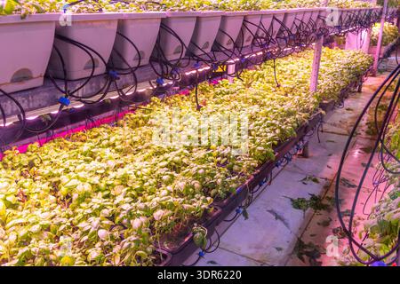 Microgreens, die unter LED-Leuchten wachsen, wachsen in vertikalen Hallen. Basilikumsämlinge, die unter kontrollierten Gewächshausbedingungen angebaut werden. Gesteuert Stockfoto
