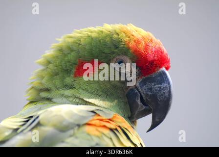 Rottfrontaras, Rotohrara, Ara de Lafresnaye, Ara rubrogenys, vörösfülű ara Stockfoto