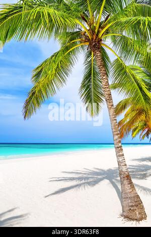 Tropischer weißer Sandstrand, türkisfarbenes Meerwasser und Kokospalmen unter blauem Himmel an einem sonnigen Tag in Cap Cana, Dominikanische Republik Stockfoto