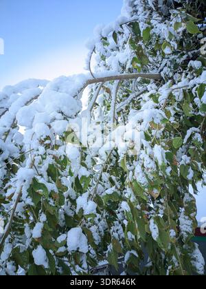 Baum mit grünen Blättern bedeckt mit dickem Schnee unter klarem blauem Himmel. Stockfoto