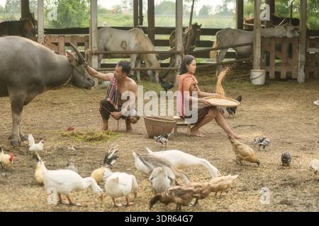 Seitenansicht eines Mannes, der einen Büffel streichelt, und einer Frau, die Reis auf eine Farm in Thailand wirft Stockfoto