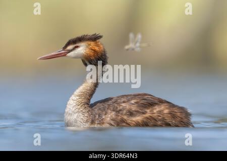 Nahaufnahme eines wilden Großkäppchens (Podiceps cristatus), der über einen See schwimmt, mit einer Libelle, die an Australien vorbeifliegt Stockfoto