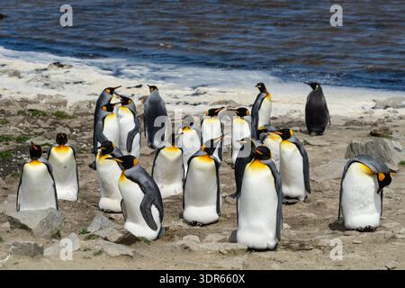 Nahaufnahme einer Kolonie von Königspinguinen (Aptenodytes patagonicus) an einem felsigen Strand, Falklandinseln (Islas Malvinas) Stockfoto